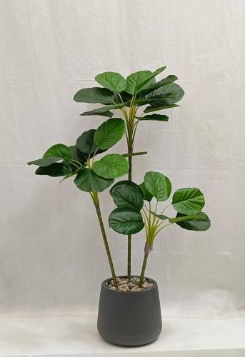 شجرة الكمان مع حوض بلاستيك الارتفاع 110 سم العرض 4...