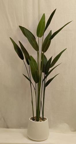 شجرة ورق العصفور مع حوض بلاستيك الارتفاع 180 سم ال...