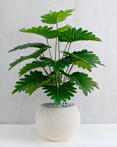 شجرة ورق نجمة مع مركن اصيص ارتفاع 70 سم العرض 35 س...