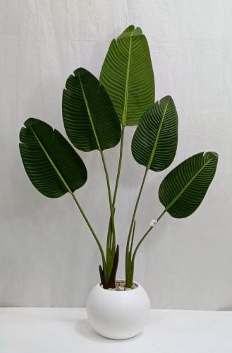 شجرة موز مع مركن اصيص ارتفاع 120 سم العرض 50 سم