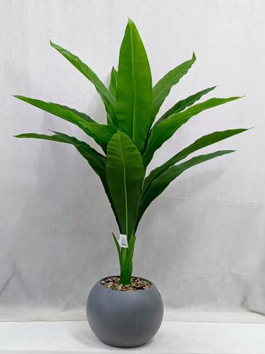 شجرة ذرة مع مركن اصيص الارتفاع 135 سم العرض 60 سم