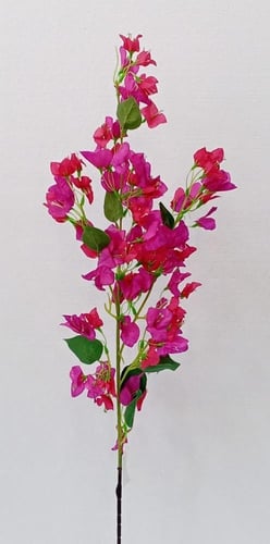 ورد جهنمية ارتفاع 115 سم العرض 40 سم