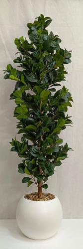 شجرة مانغوليه مع مركن اصيص الارتفاع 160 سم العرض 3...