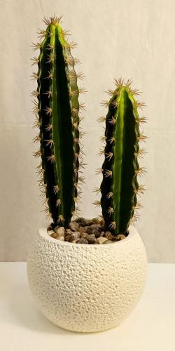 شجرة صبار شوك مع مركن اصيص ارتفاع 60 سم العرض 20 س...