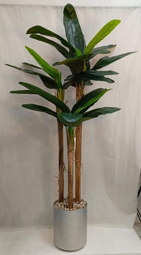 شجرة موز مع مركن فيبر ارتفاع 200سم العرض 70 سم