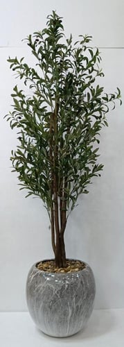 شجرة زيتون مع مركن اصيص الارتفاع 190سم العرض 50