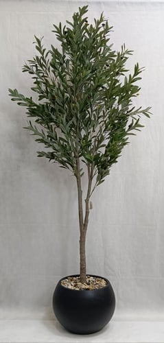 شجرة زيتون مع مركن اصيص الارتفاع 200 سم العرض 60سم