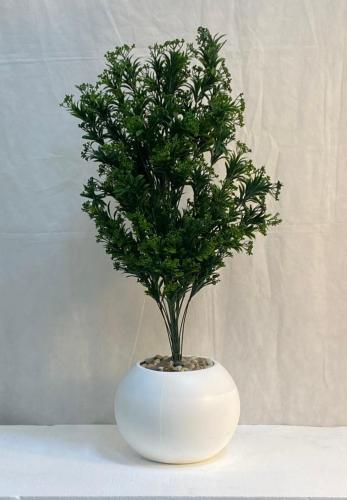 شجرة شتلة مع مركن اصيص ارتفاع 85 سم العرض 30 سم