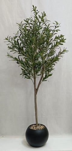 شجرة زيتون مع مركن اصيص الارتفاع180 سم العرض 60 سم