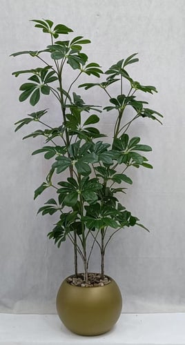 شجرة ياسمين مع مركن اصيص الارتفاع 155 سم العرض 50...