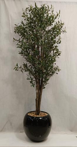 شجرة زيتون مع مركن سيراميك الارتفاع 210 سم العرض 5...