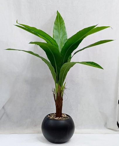 شجرة ذرة مع مركن اصيص الارتفاع 135 سم العرض 60 سم