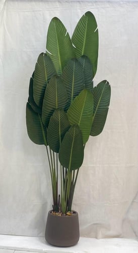 شجرة موز مع حوض بلاستيك ارتفاع 210 سم العرض 65 سم