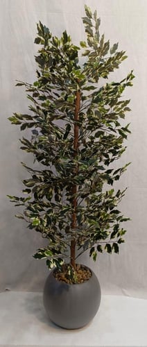 شجرة الفيكس مع مركن اصيص ارتفاع 165 سم العرض 50 سم