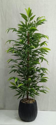 شجرة بامبوا مع مركن اصيص ارتفاع 165 سم العرض 50 سم