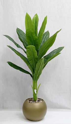 شجرة موز مع مركن اصيص ارتفاع 135 سم العرض 65 سم