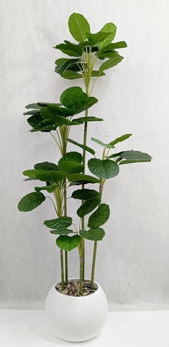 شجرة ورق الكمان مع مركن اصيص الارتفاع 160 سم العرض...