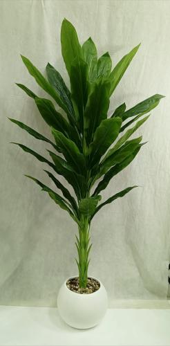 مركن اصيص موز الارتفاع 190سم العرض 50سم