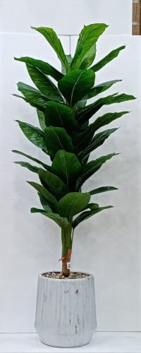 شجرة موز مع مركن سيراميك ارتفاع 200سم العرض 60 سم