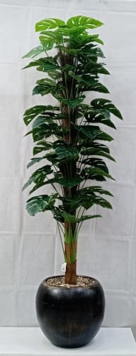 شجرة نجمة قش مع مركن سيراميك ارتفاع 200 سم العرض 5...