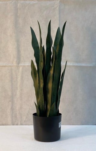 شجرة تايقر مع مركن ارتفاع 60 سم العرض 20 سم