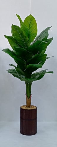 شجرة موز مع مركن الارتفاع 160 سم