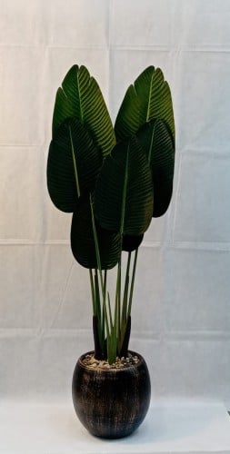 شجرة موز مع مركن سيراميك ارتفاع 135 سم العرض 55 سم