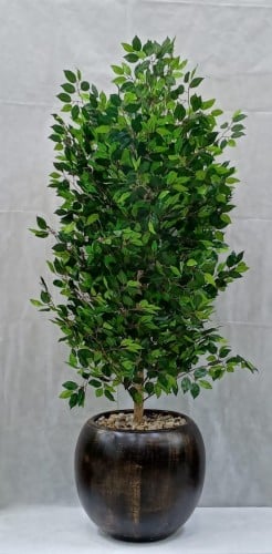 شجرة ليمون مع مركن سيراميك ارتفاع 140 سم العرض 60...