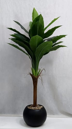 شجرة ذرة مع مركن اصيص الارتفاع 150 سم العرض 60 سم