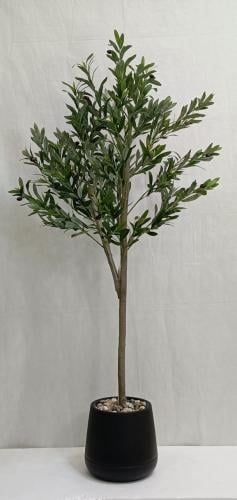 شجرة زيتون مع حوض بلاستيك ارتفاع 150 سم العرض 60 س...