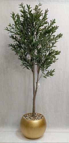 شجرة زيتون مع مركن اصيص الارتفاع 200 سم العرض 60سم