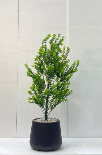 شجرة شتلة مع حوض بلاستيك ارتفاع 95 سم العرض 40 سم