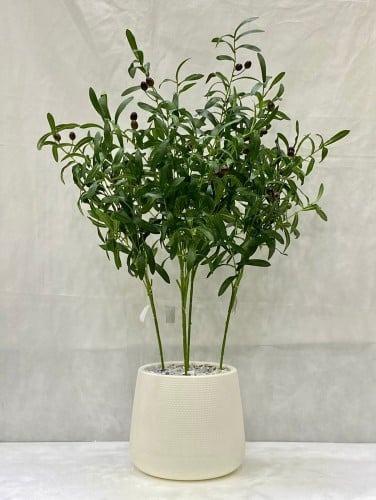 شجرة زيتون مع حوض بلاستيك ارتفاع 92 سم العرض 50 سم