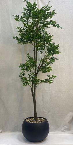 مركن اصيص ورق سنديان الارتفاع 200 سم العرض 60 سم