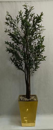 شجرة زيتون مع مركن سيراميك الارتفاع 190 سم العرض 5...