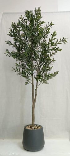 شجرة زيتون مع حوض بلاستيك ارتفاع 200 سم العرض 65 س...