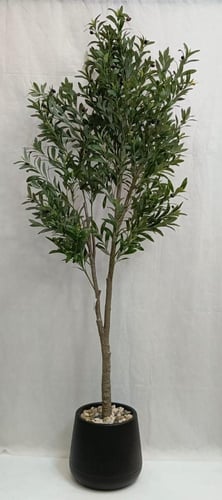شجرة زيتون مع حوض بلاستيك ارتفاع 200 سم العرض 65 س...