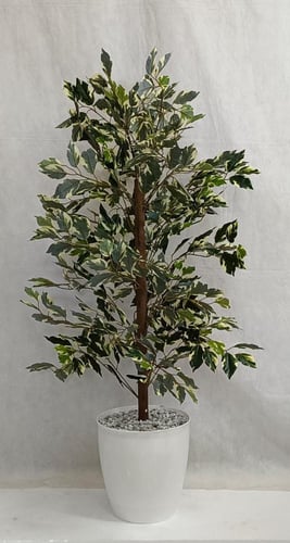 شجرة الفيكس مع قاعدة بلاستيك الارتفاع 120 سم العرض...