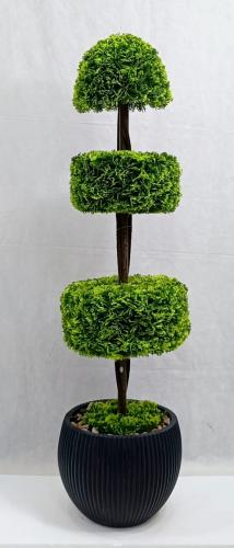 شجرة ثيل مع مركن اصيص الارتفاع 130 سم العرض 30 سم