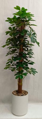 شجر نجمة قش ارتفاع 180 سم العرض 50سم