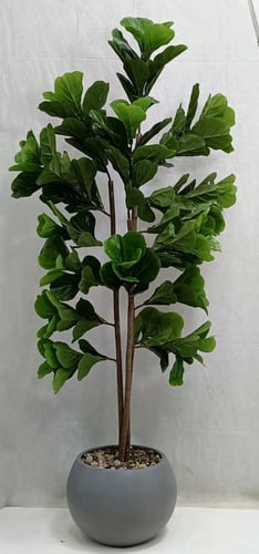 شجرة كيوي مع مركن اصيص ارتفاع 185 سم العرض 60 سم