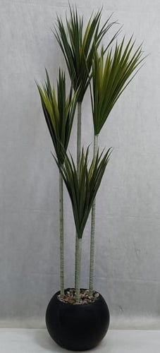 شجرة صبار مع مركن اصيص ارتفاع 175 سم العرض 35 سم