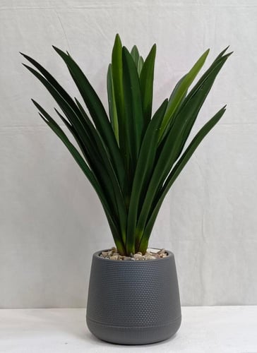 شجرة صبار مع حوض بلاستيك ارتفاع 80 سم العرض 60 سم