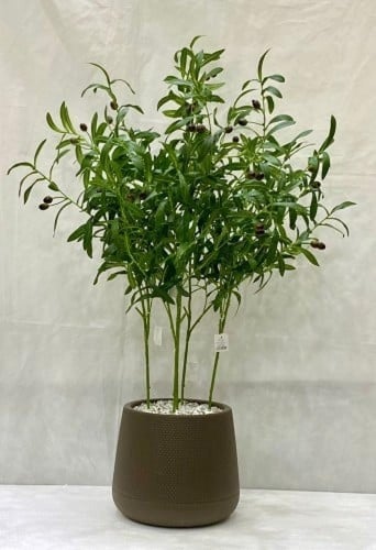 شجرة زيتون مع حوض بلاستيك ارتفاع 92 سم العرض 50 سم