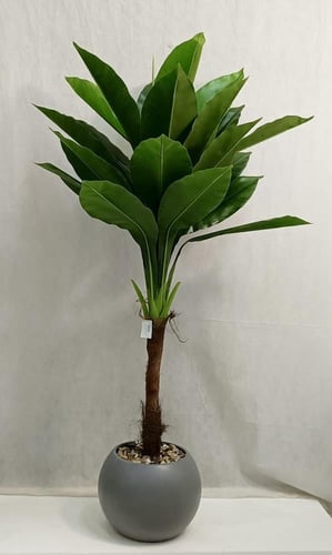 شجرة ذرة مع مركن اصيص الارتفاع 150 سم العرض 60 سم