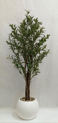 شجرة زيتون مع مركن اصيص الارتفاع 155 سم العرض 50 س...