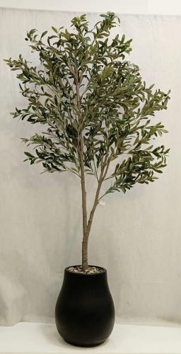 شجرة زيتون مع مركن اصيص ارتفاع 210سم العرض 60 سم