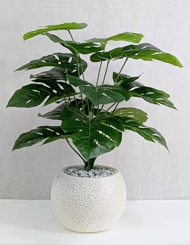 شجرة ورق نجمة مع مركن اصيص ارتفاع 70 سم العرض 35 س...