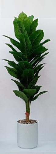 شجرة موز مع مركن فيبر ارتفاع 200 سم العرض