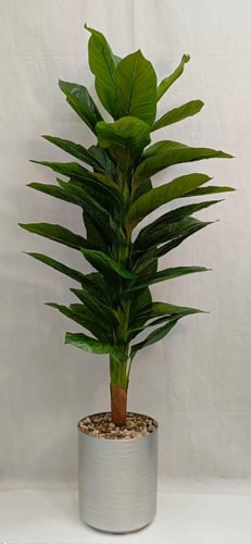 شجرة موز مع مركن فيبر ارتفاع 200 سم العرض